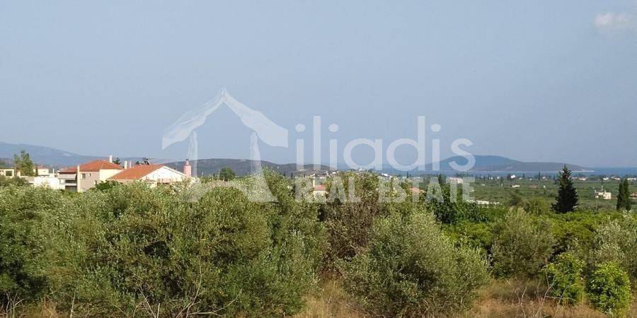 ΠΩΛΟΥΝΤΑΙ 2 ΟΙΚΟΠΕΔΑ ΣΤΑ ΛΕΥΚΑΚΙΑ ΝΑΥΠΛΙΟΥ