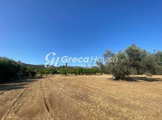 Plot One Step from the Sea for Sale in Evia.