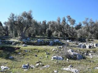 Τα ελαιόδεντρα εντός του αγροτεμαχίου