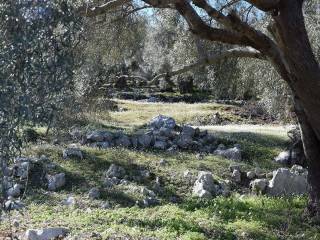 Ο ελαιώνας