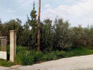 Exoterike opse oikopedoy