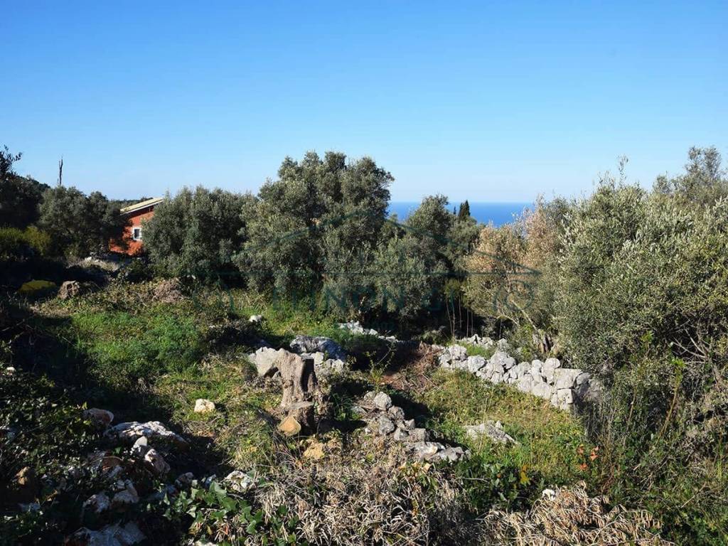 Ο περιποιημένος ελαιώνας