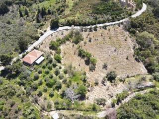 Ο περιποιημένος ελαιώνας και τα καρποφόρα δέντρα