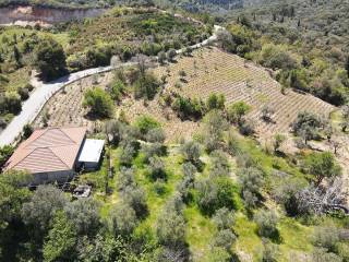 Ο περιποιημένος ελαιώνας και τα καρποφόρα δέντρα