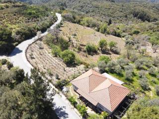 Ο περιποιημένος ελαιώνας και τα καρποφόρα δέντρα