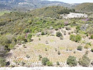 Ο περιποιημένος ελαιώνας και τα καρποφόρα δέντρα