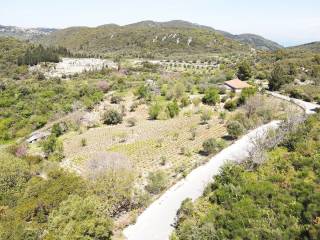 Ο περιποιημένος ελαιώνας και τα καρποφόρα δέντρα