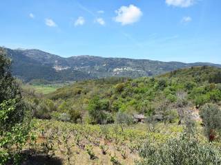 Ο περιποιημένος ελαιώνας και τα καρποφόρα δέντρα