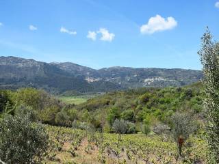 Ο περιποιημένος ελαιώνας και τα καρποφόρα δέντρα