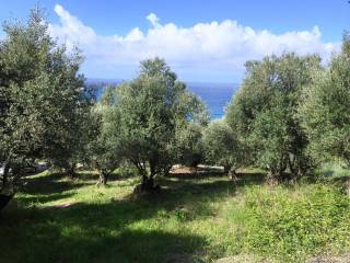 Ελαφρώς επικλινές με δέντρα ελιάς