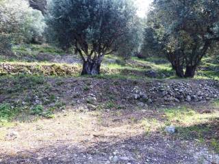 Πολλά δέντρα ελιάς